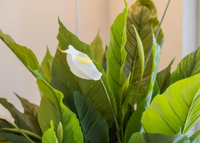 Snowflake Suites III * 로바니에미